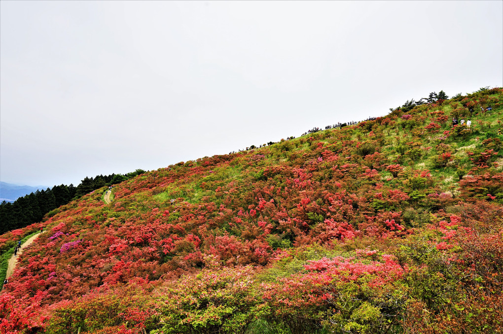 大和葛城山にツツジを見に行きました。