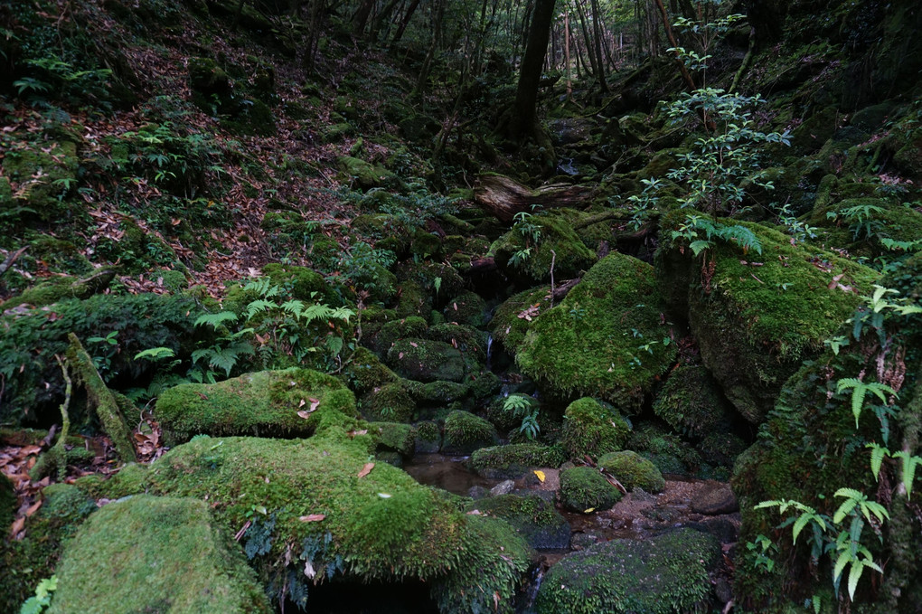 屋久島に行ってきました。②白谷雲水峡・苔むす森