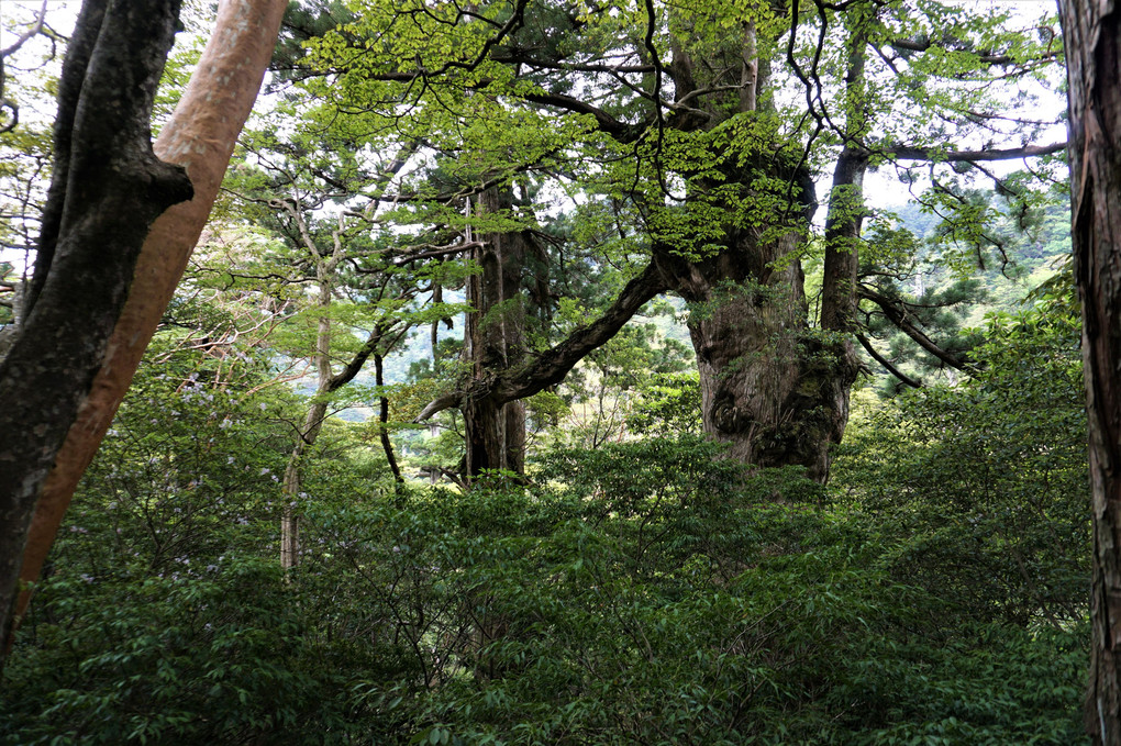 屋久島に行ってきました。⑤縄文杉