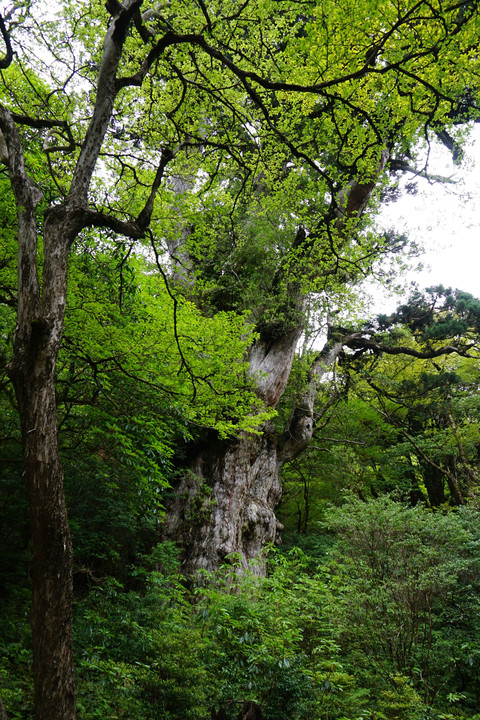 屋久島に行ってきました。⑤縄文杉