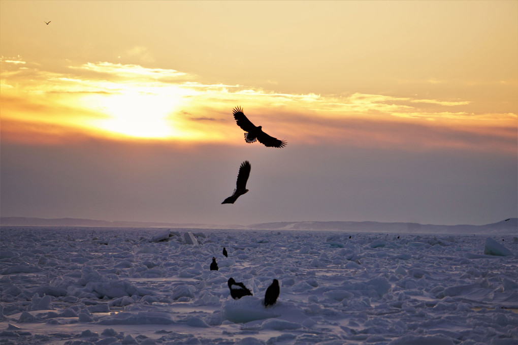 2023冬の北海道に行ってきました。5　羅臼鷲①