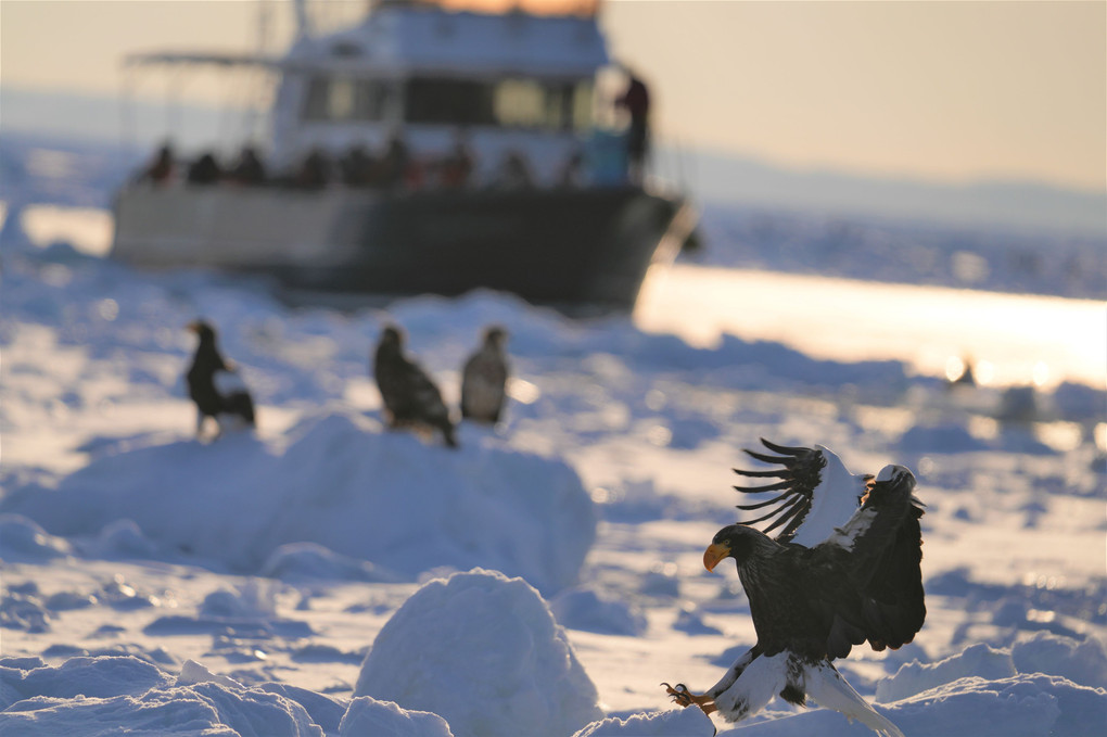 2023冬の北海道に行ってきました。6　羅臼鷲②
