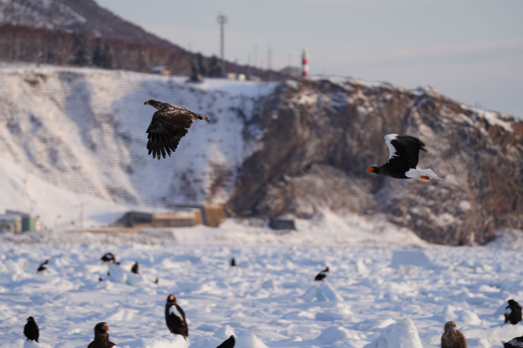 2023冬の北海道に行ってきました。8　羅臼鷲④