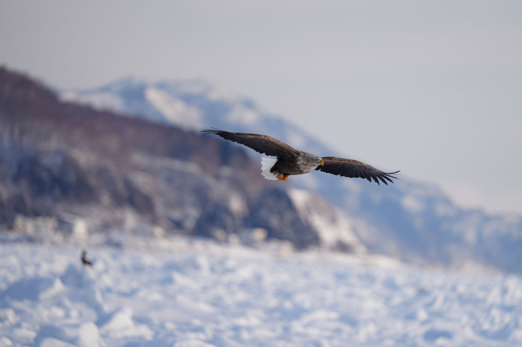 2023冬の北海道に行ってきました。9 羅臼鷲 ⑤