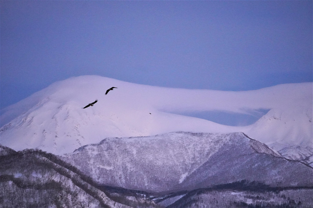 2023冬の北海道に行ってきました。10 羅臼鷲　⑥