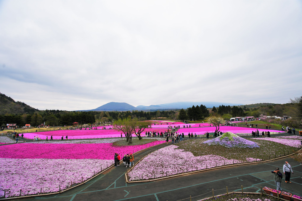 富士芝桜まつりに行ってきました。