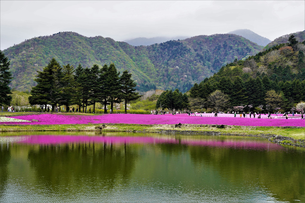 富士芝桜まつりに行ってきました。