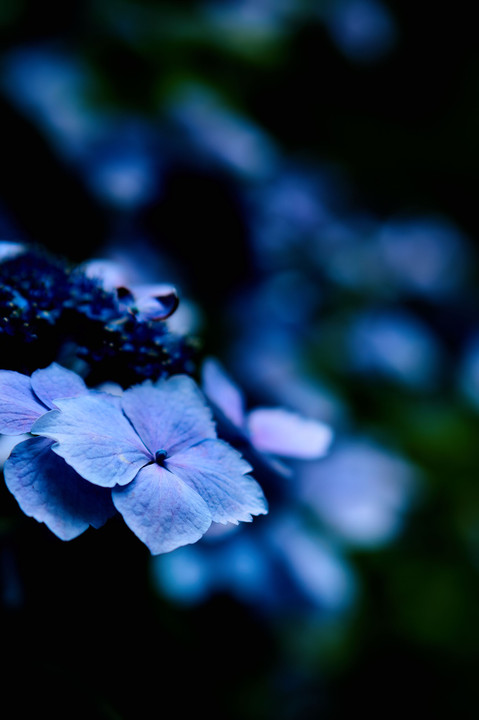 深夜の紫陽花