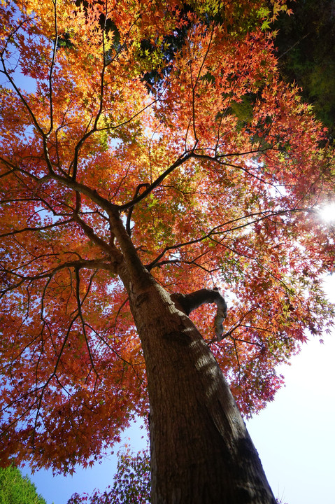 紅葉見上げてシリーズ