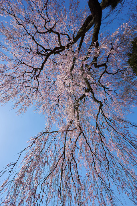 晴天の枝垂れ桜。