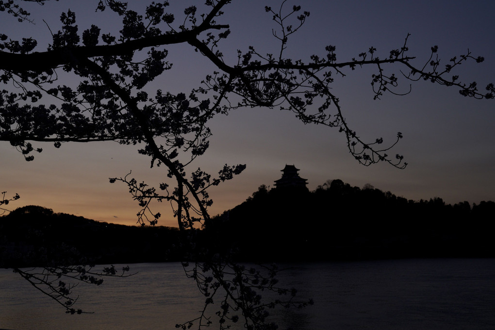 犬山城下の桜