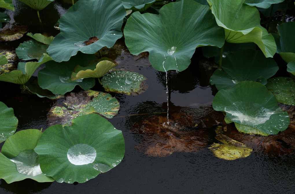 雨のハス池