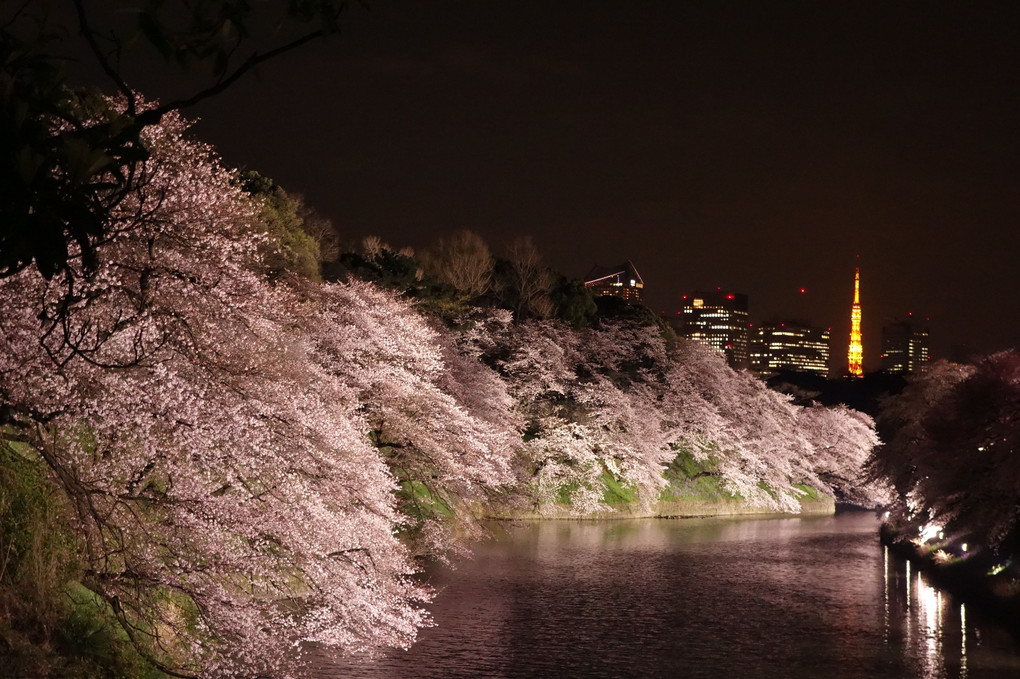 夜桜(千鳥ヶ淵)