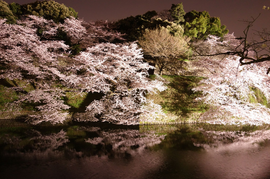 夜桜(千鳥ヶ淵)