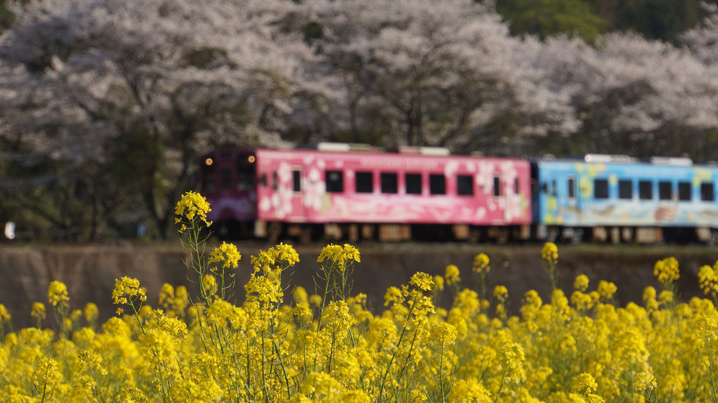菜の花畑と桜と錦川清流線