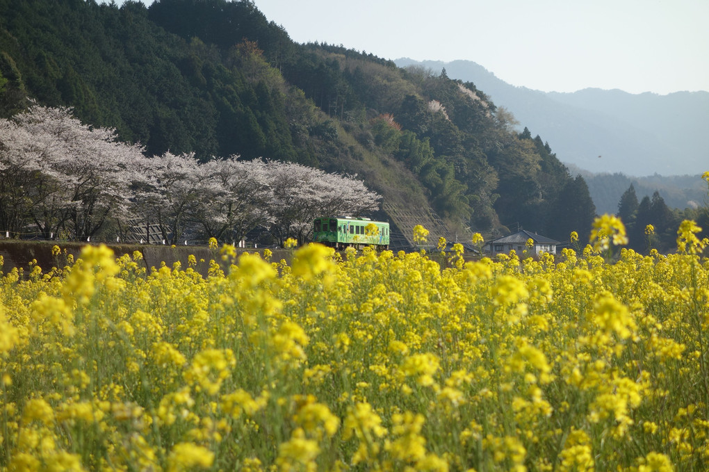 菜の花畑と桜と錦川清流線