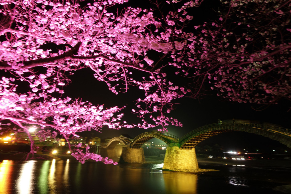 錦帯橋と桜