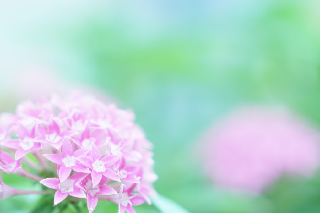 【講師と行く 温室で花を撮る】Pink Dream