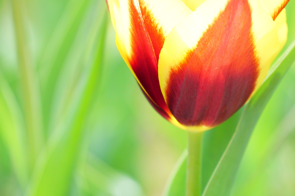 Tulip Paradise