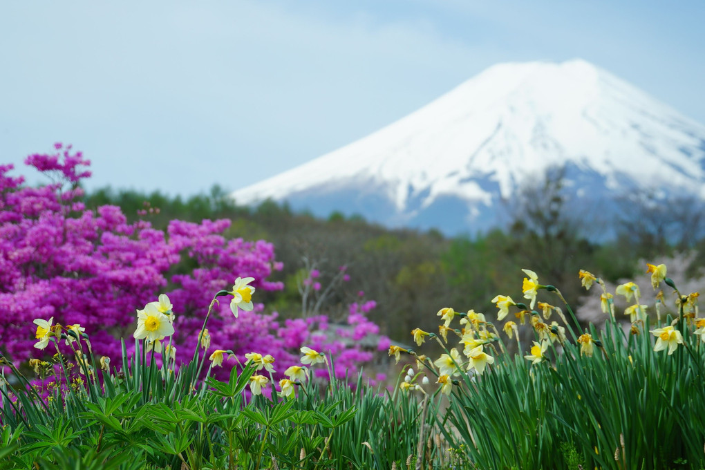 富士山花めぐりの旅・・・