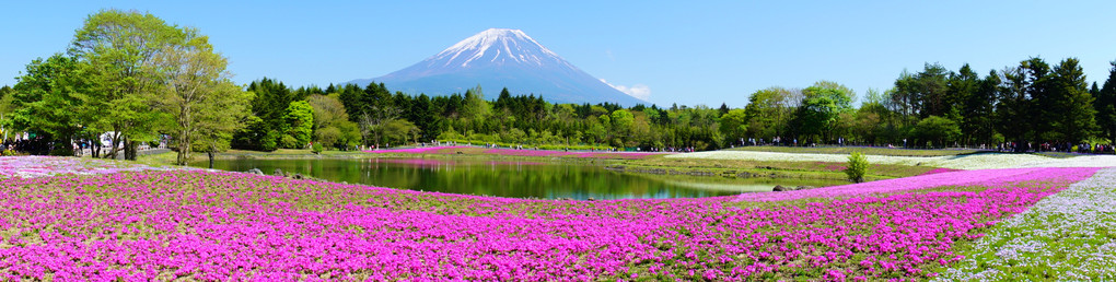 富士芝桜まつりパノラマ
