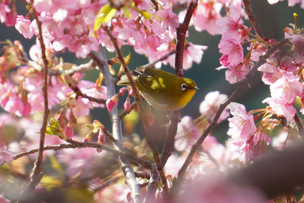 早咲桜にうっとり・・・