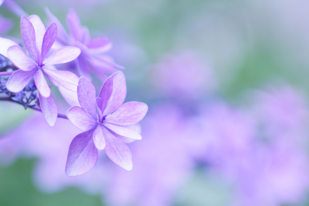 夢の紫陽花
