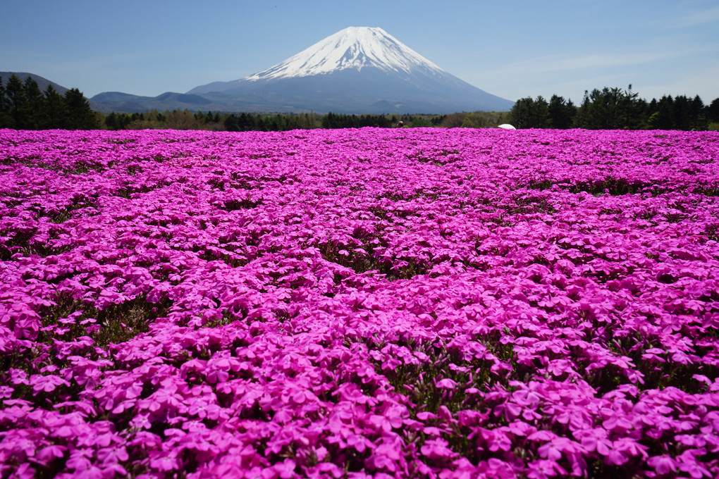 富士山と芝桜１
