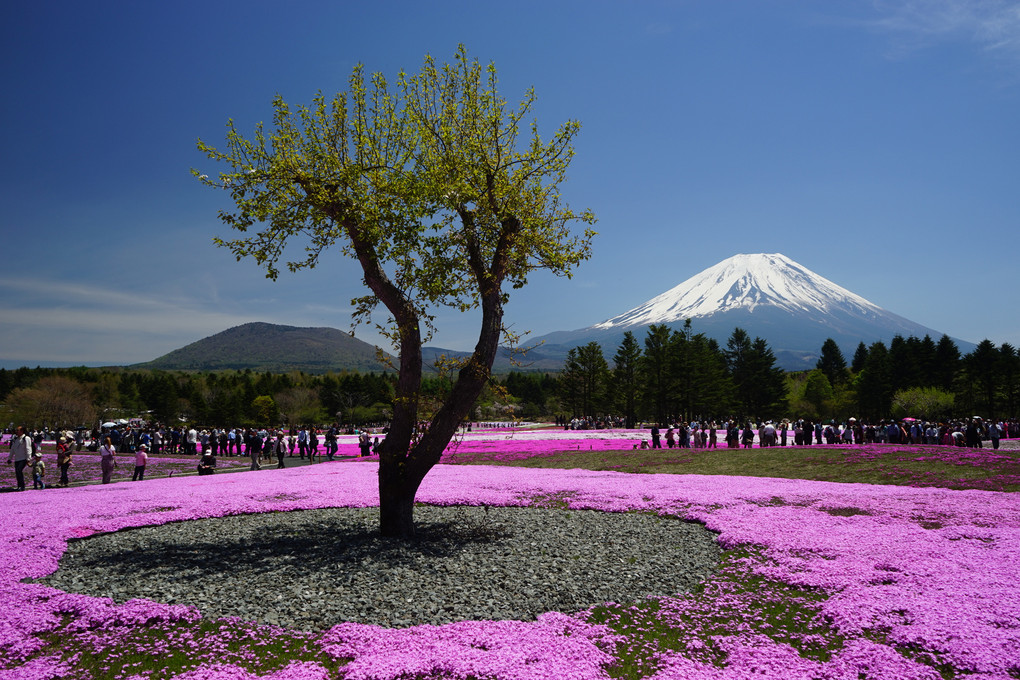 富士山と芝桜2
