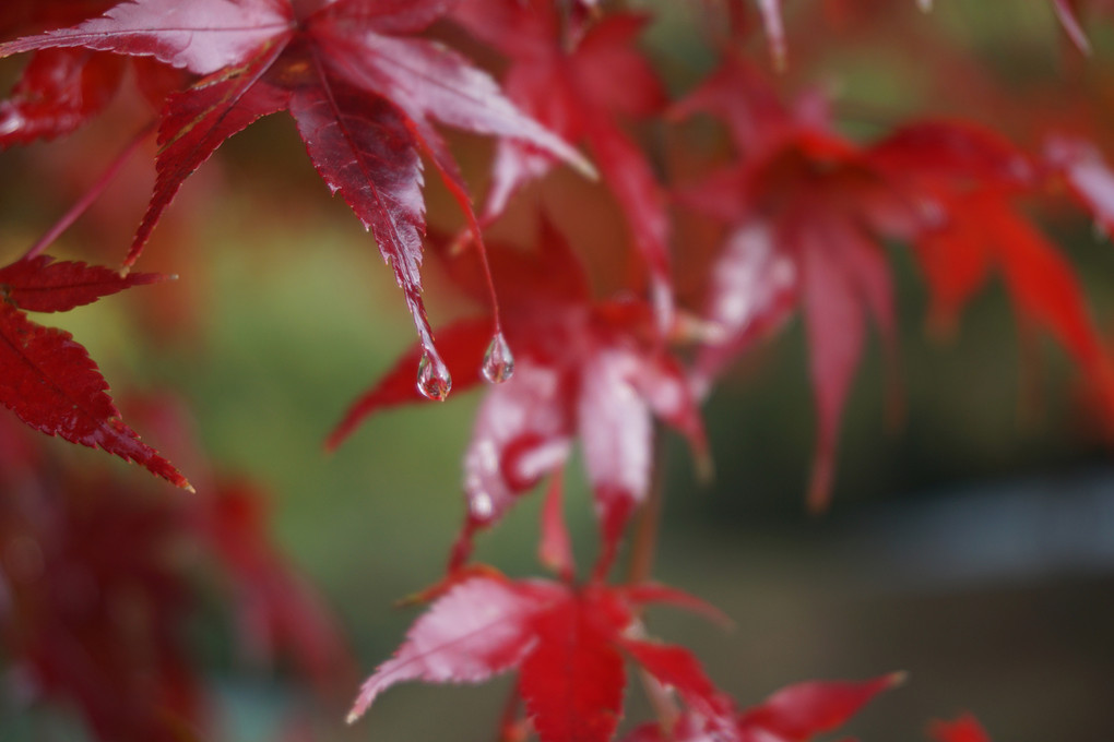 雨あがりの紅葉