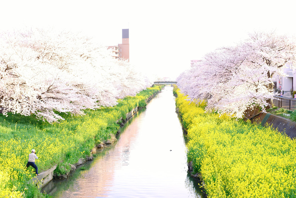 思わず撮りたくなる風景