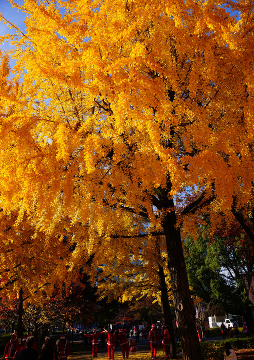 大阪城公園の紅葉