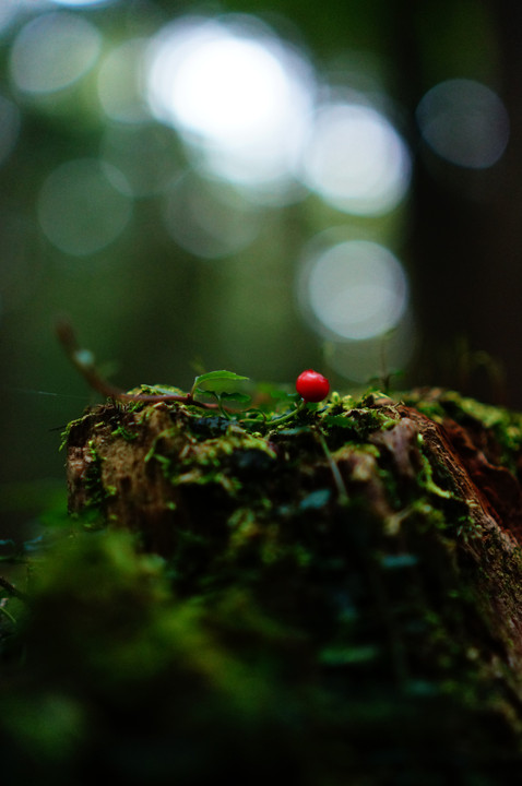 森の中の赤い宝石