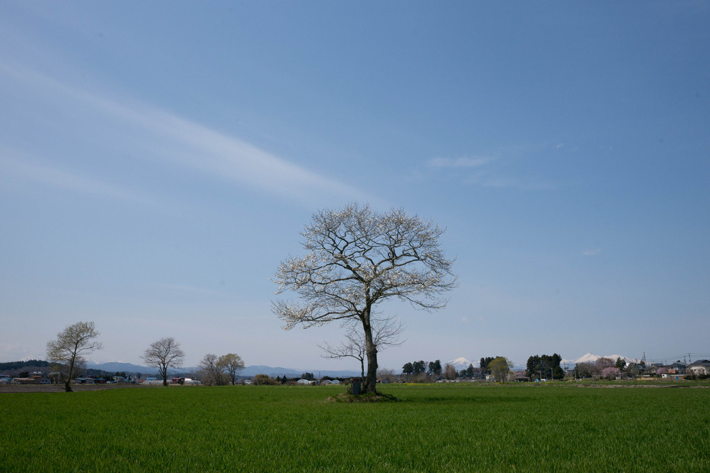 春の風景