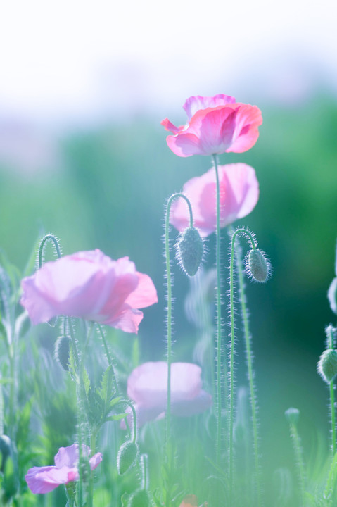 ＊おっかの上　ひなげしの花が～♪