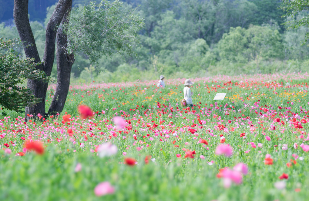 ＊おっかの上　ひなげしの花が～♪