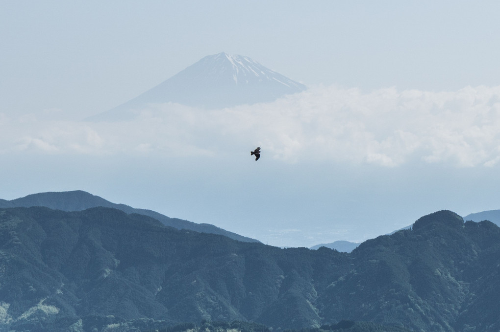 富士と鷹をいつまでもみている。