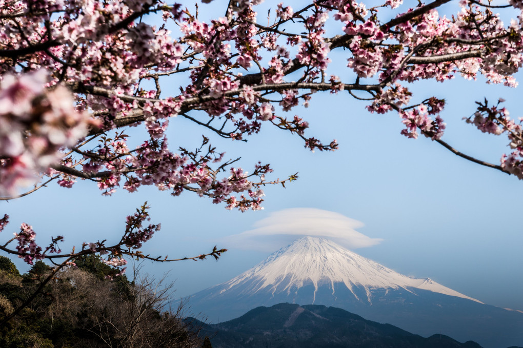 桜越しの笠雲かぶった富士山