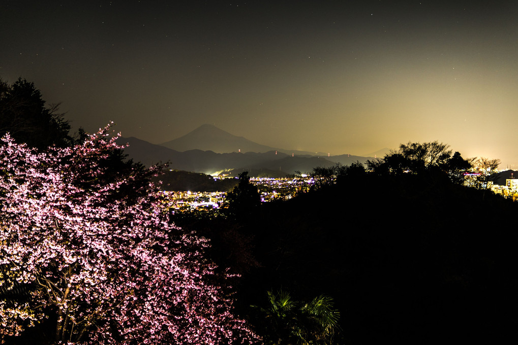 桜と富士山夜景