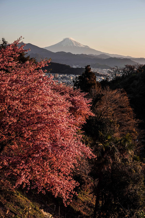 桜越しの富士