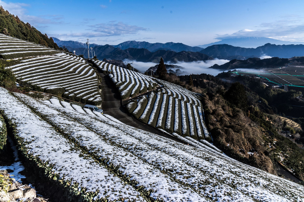 雪の茶畑と雲海富士