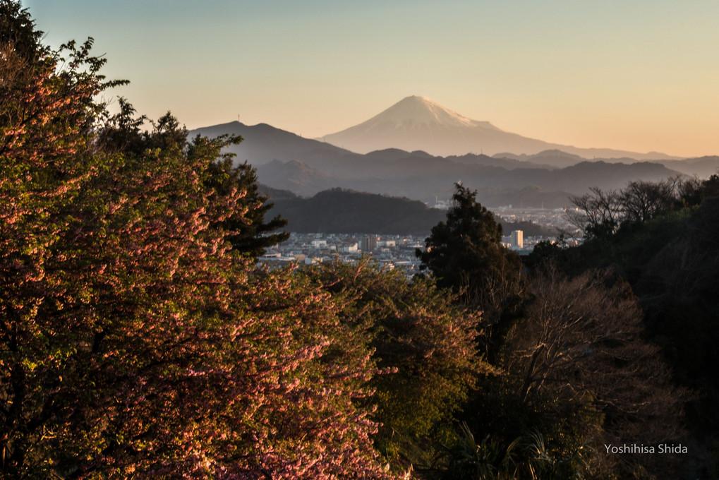 富士山を望む桜も終わり頃