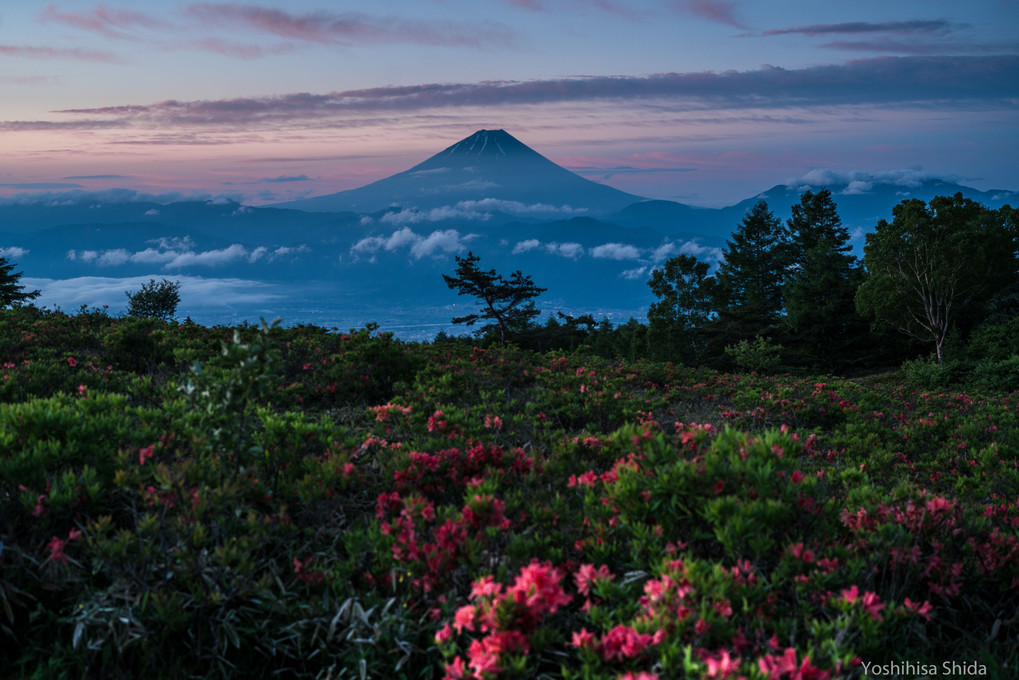 つつじと富士山の甘利山