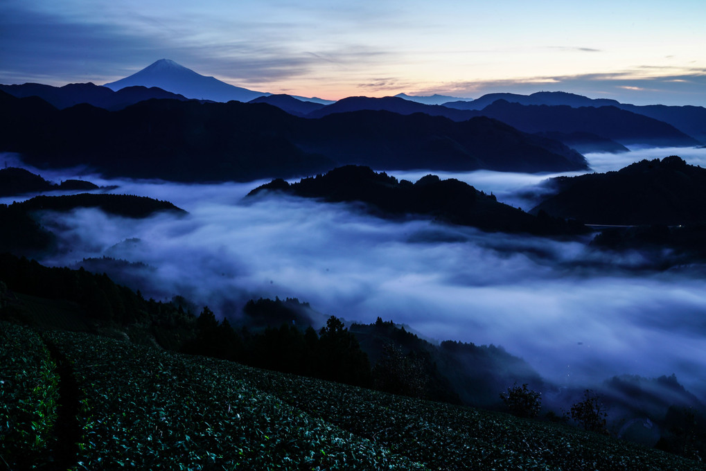 茶畑から雲海と富士