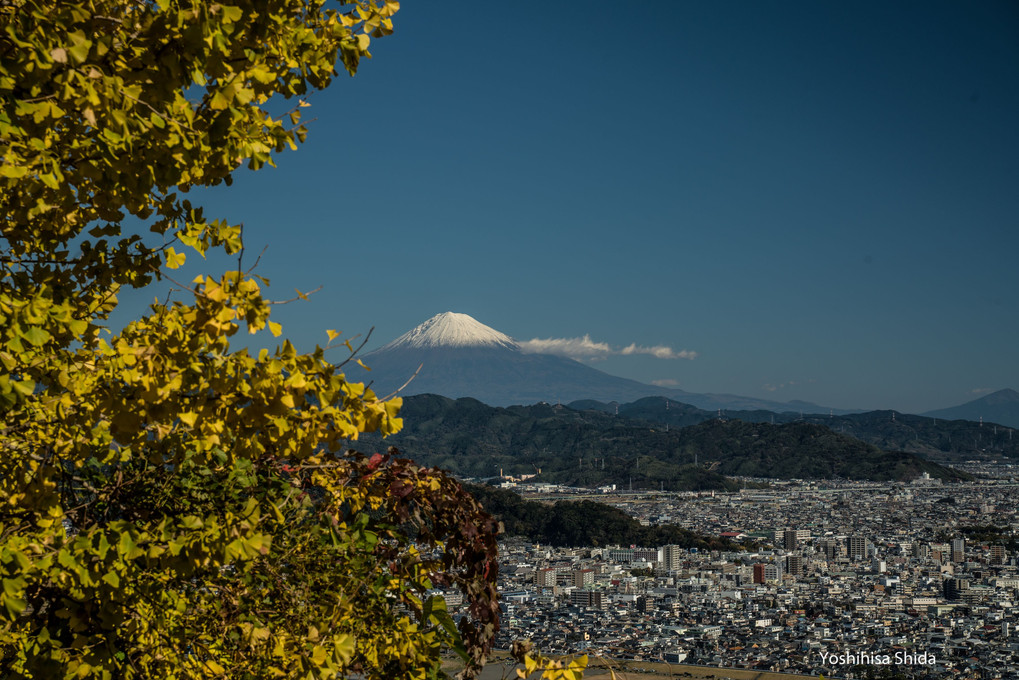 富士山とイチョウ