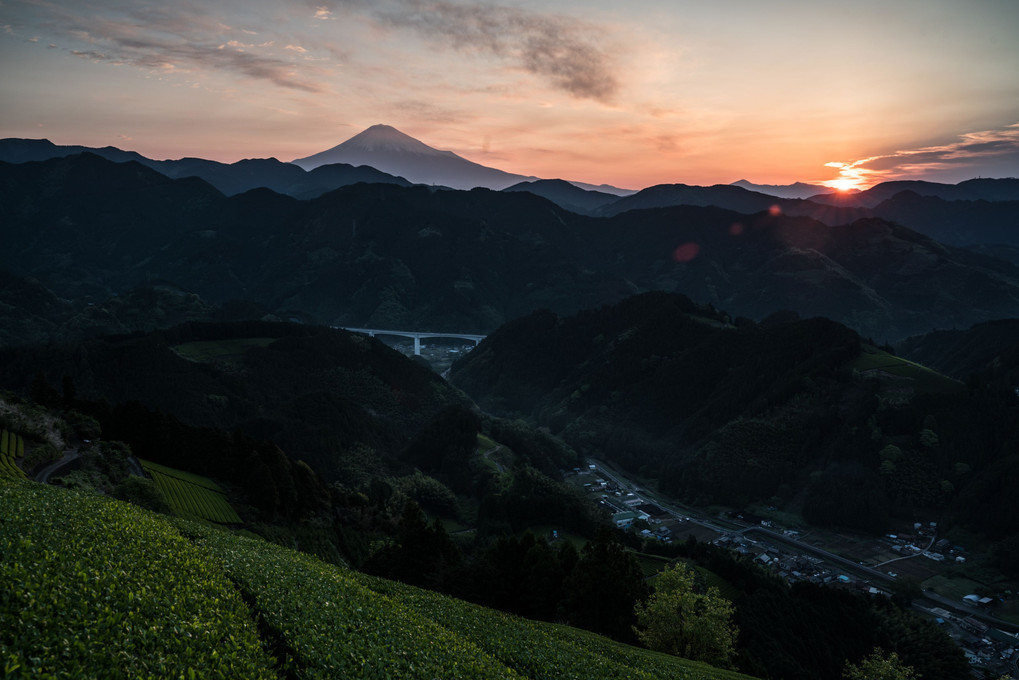茶畑と富士山の日の出