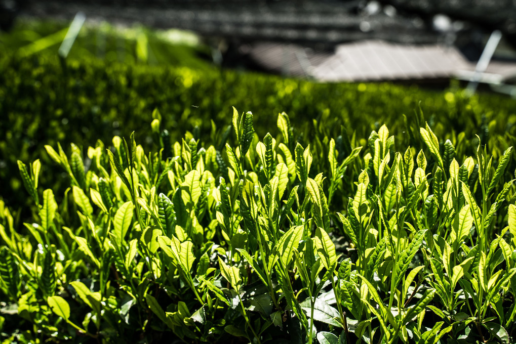 刈り取り前の美しい茶畑