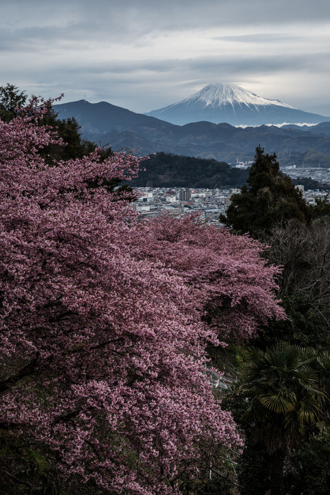 満開の桜と笠雲をかぶった富士山