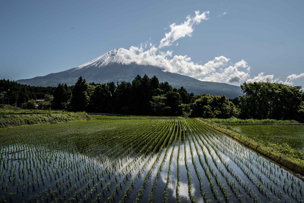 棚田に映える富士山