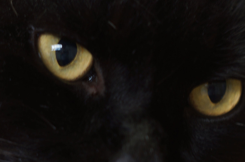 cat’ｓ eye